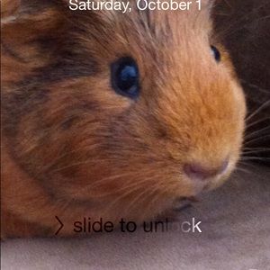 Meet your Posher, Ally